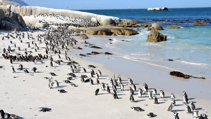 Boulders Beach