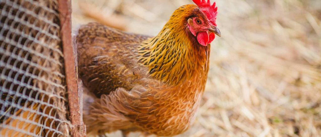 Poultry Farms in Johannesburg