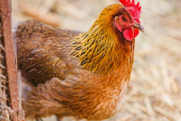 Poultry Farms in Johannesburg