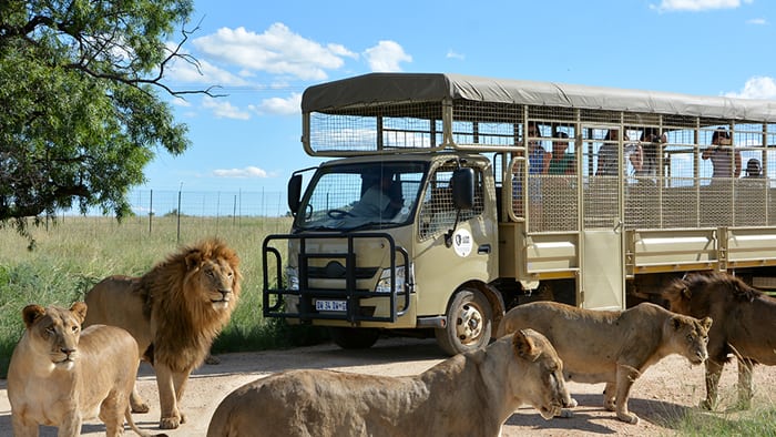 The Lion Park