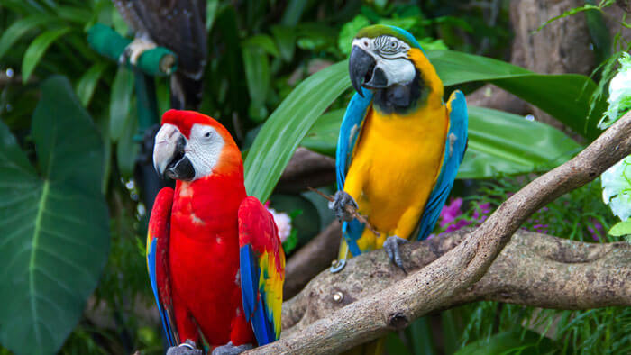 Umgeni River Bird Park